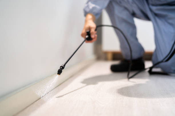 Licensed Wasp Removal service in Springtown, TX - Show Me Pest Control
